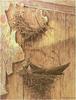 [Animal Art - Robert Bateman] Chimney Swift (Chaetura pelagica)