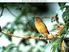 Warbler (Sylviinae)