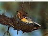 Warbler (Sylviinae)