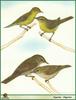 Warblers (Sylviinae)