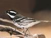 Black-throated Grey Warbler (Dendroica nigrescens)