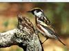 Chestnut-sided Warbler (Dendroica pensylvanica)