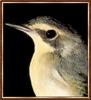 Kentucky Warbler (Oporornis formosus)