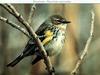[Animal Art] Yellow-rumped Warbler (Dendroica coronata)