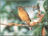 Orange-crowned Warbler (Vermivora celata)