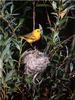 Yellow Warbler (Dendroica petechia)