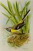 [Animal Art - Basil Ede] Grey Wagtail (Motacilla cinerea)