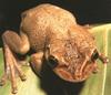 Casque-headed Treefrog (Triprion petasatus)