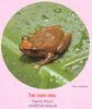 Common Coqui Frog (Eleutherodactylus coqui)