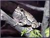 Common Gray Treefrog (Hyla versicolor)