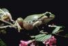 Pacific Treefrog (Hyla regilla)