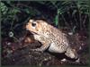 American Toad (Bufo americanus)