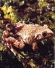 Midwife Toad (Alytes sp.)  = common midwife toad (Alytes obstetricans)