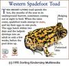 Western Spadefoot Toad (Scaphiopus hammondii)