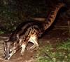 Malagasy Civet (Fossa fossana)