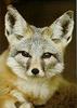 Desert Fox (Vulpes sp.)