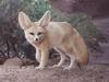 Fennec Fox (Vulpes zerda)