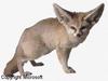 Fennec Fox (Vulpes zerda)