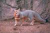 Gray Fox (Urocyon cinereoargenteus)