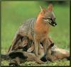 Gray Fox puppies (Urocyon cinereoargenteus)