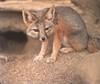 Kit Fox (Vulpes macrotis)