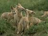 Swift Foxes (Vulpes velox)
