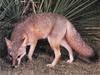 Swift Fox (Vulpes velox)
