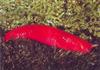 [Australia] Red Triangle Slug (Triboniophorus graeffei)