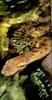 Green Anaconda (Eunectes murinus)