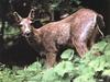 Columbian black-tailed deer (Odocoileus hemionus columbianus)