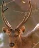 Sambar Deer (Cervus unicolor)