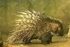 African Porcupine (Hystrix sp.)