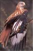 Red Kite (Milvus milvus)