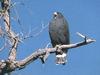 Zone-tailed Hawk (Buteo albonotatus)