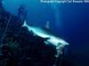 Blacktail Reef Shark (Carcharhinus wheeleri)