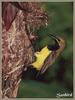 Sunbird (Nectariniidae)