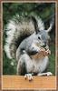 Abert's (Tassel-eared) Squirrel (Sciurus aberti)