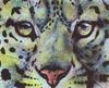 [Animal Art - Arthur Wilson] Appetite (Snow Leopard face)