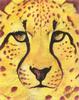 [Animal Art - Arthur Wilson] Energy (Cheetah face)