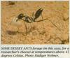 Desert Ant