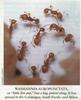 Little Fire Ant (Wasmannia auropunctata)