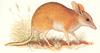 Pig-footed Bandicoot (Chaeropus ecaudatus)