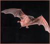 Bat (Chiroptera)
