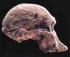 [Fossil - Human Ancestors] Australopithecus africanus