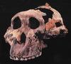 [Fossil - Human Ancestors] Australopithecus boisei