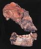 [Fossil - Human Ancestors] Australopithecus robustus
