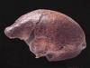[Fossil - Human Ancestors] Homo erectus Java