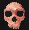 [Fossil - Human Ancestors] Homo sapiens archaic