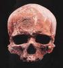 [Fossil - Human Ancestors] Homo sapiens sapiens
