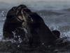 Fur Seal (Otariidae)